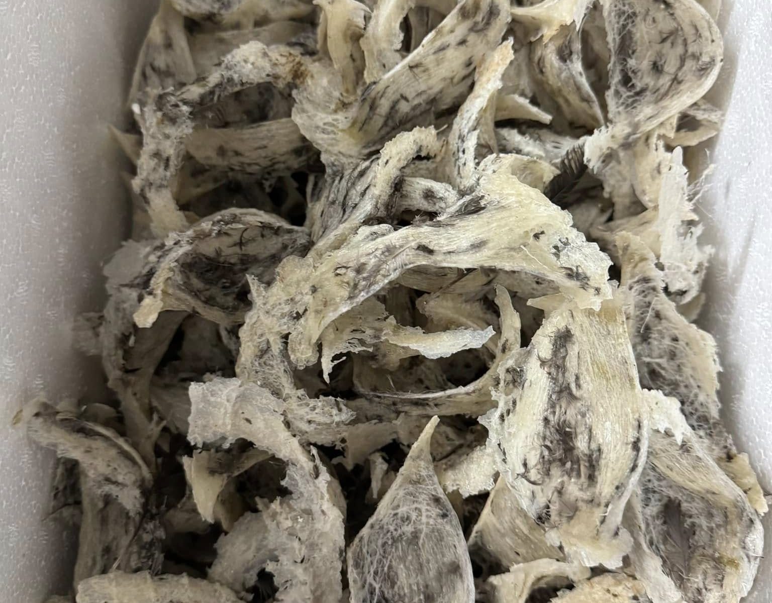 Tổ yến thô chưa sơ chế còn lông tự nhiên