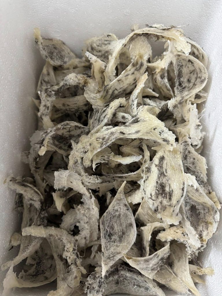 Tổ yến thô chưa sơ chế còn lông tự nhiên