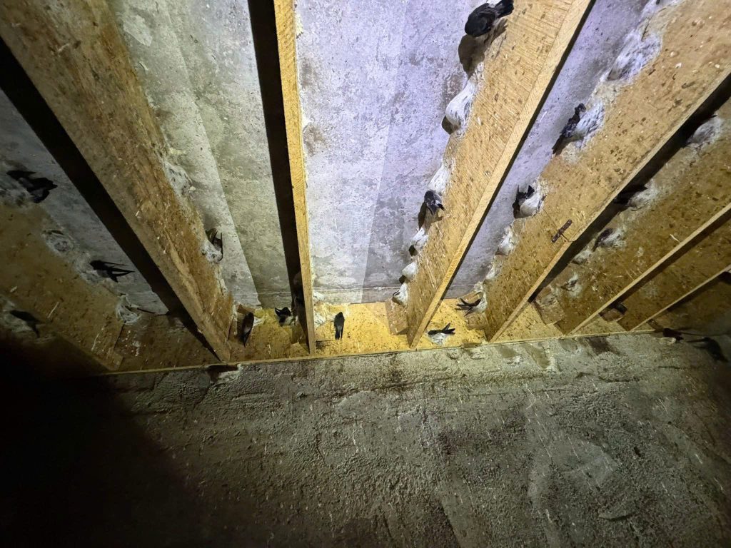 Nhà yến đạt tiêu chuẩn tại Khánh Hòa