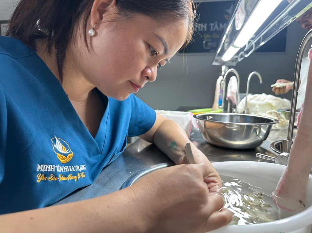 Quy trình sơ chế tổ yến nguyên chất Khánh Hòa