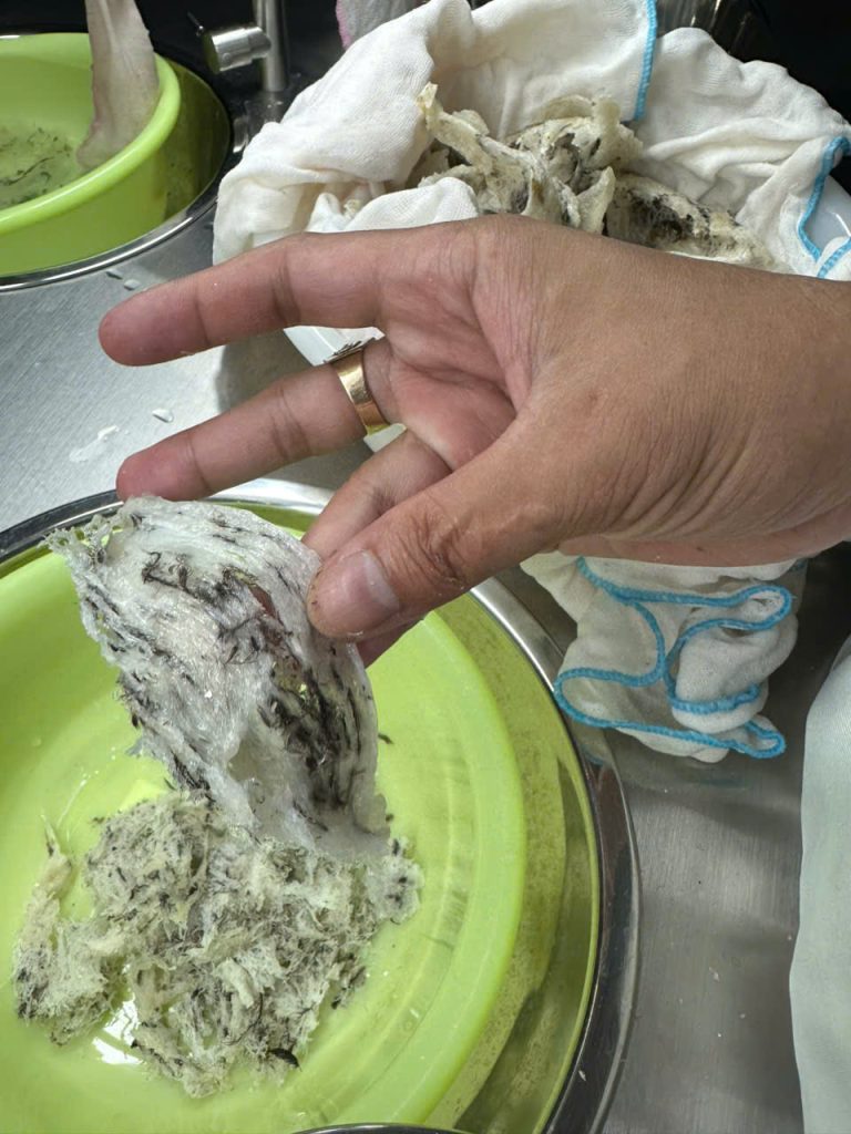 Sơ chế tổ yến thô Khánh Hòa