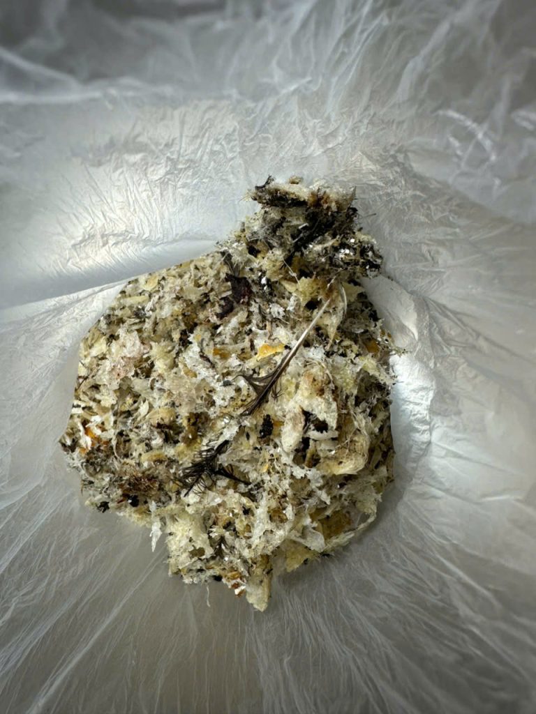 Tổ yến bị ẩm mốc do bảo quản sai cách